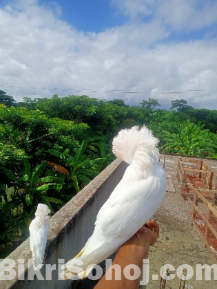 ফ্রেশ জেকোবিন